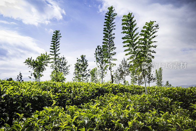 Kandy和Nuwara Eliya之间的山上的茶园